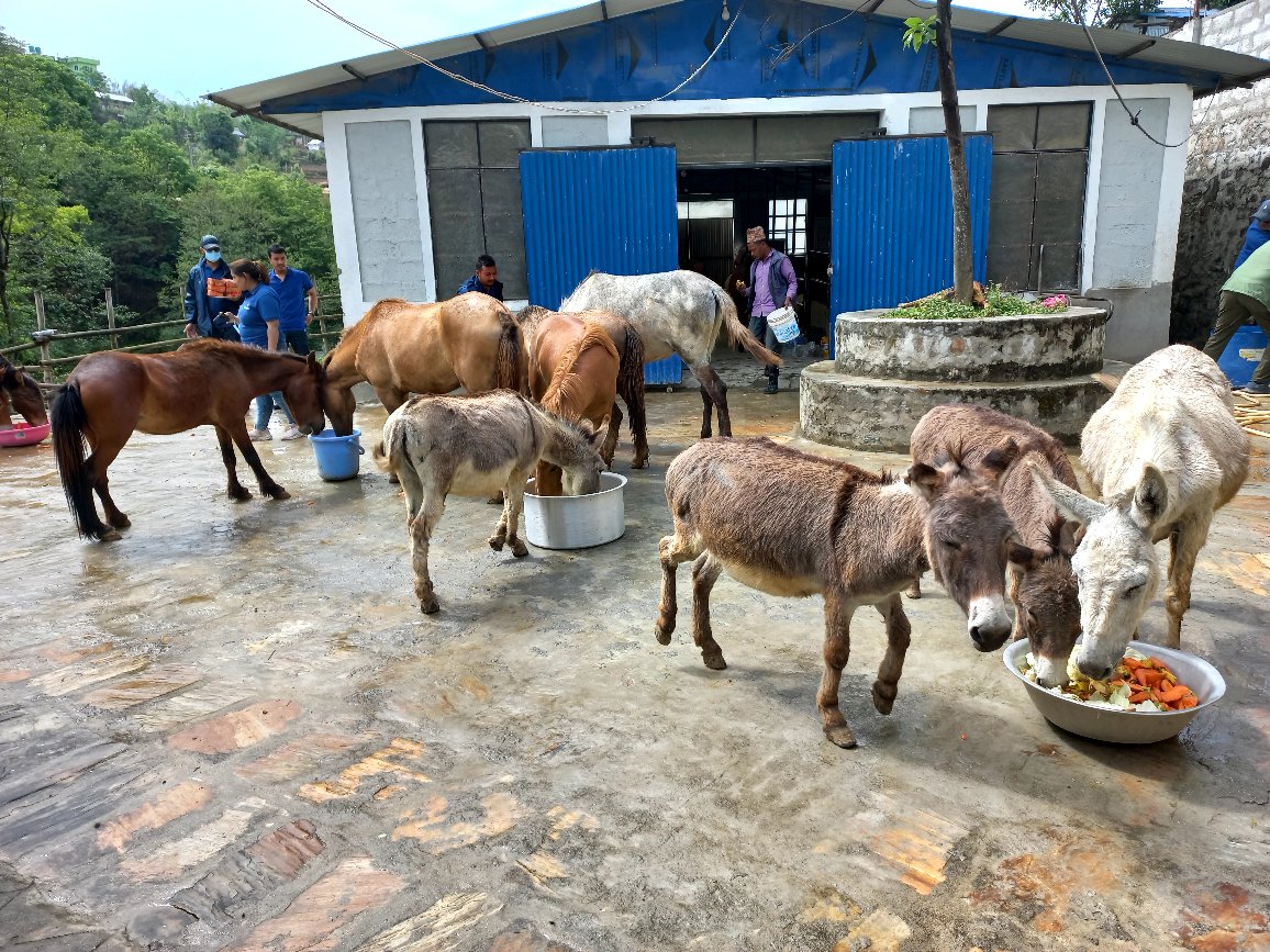 विश्व गधा दिवस मनाइँदै, लोप हुने अवस्थामा गधा